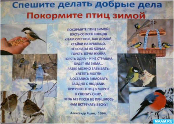 Проект Накорми птиц зимой