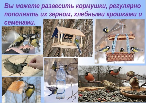 Разнообразие кормушек для птиц