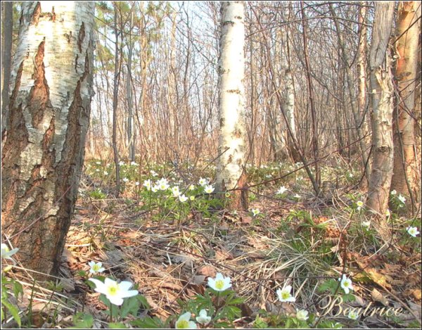 Пословицы о Грачах