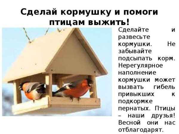 Презентация кормушки для птиц