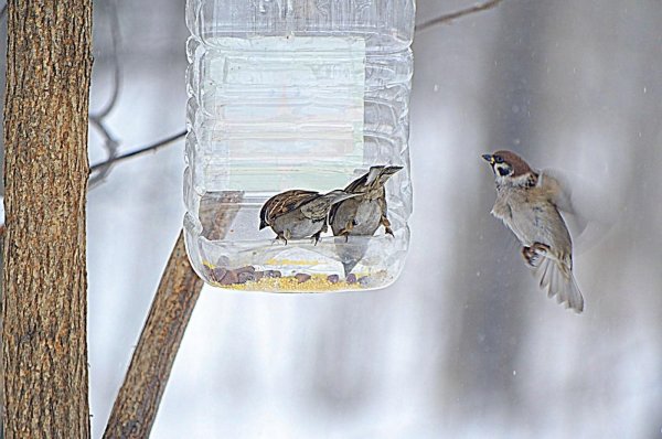 Кормушки для птиц зимой