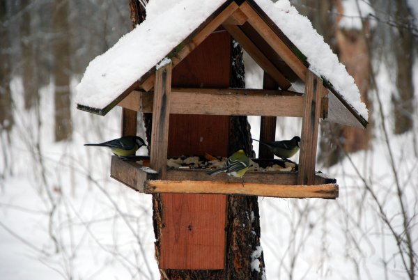Зимняя кормушка для птиц