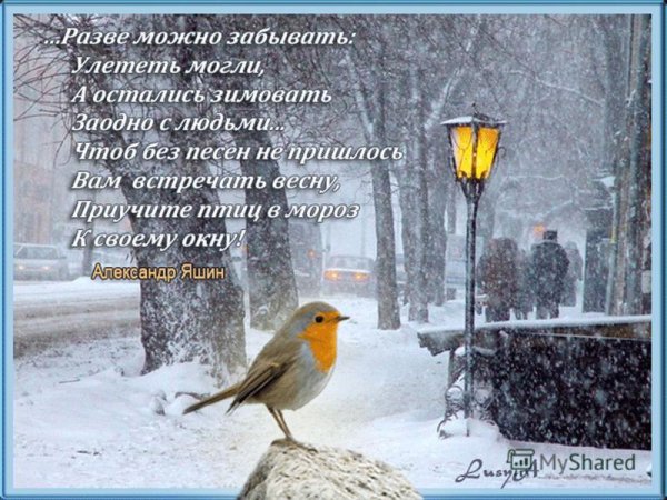 Красивое выражение про птиц