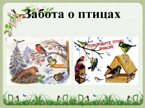 С заботой о зимующих птицах