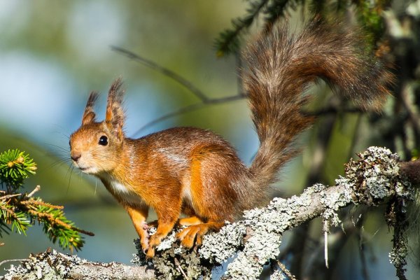 Белки весной