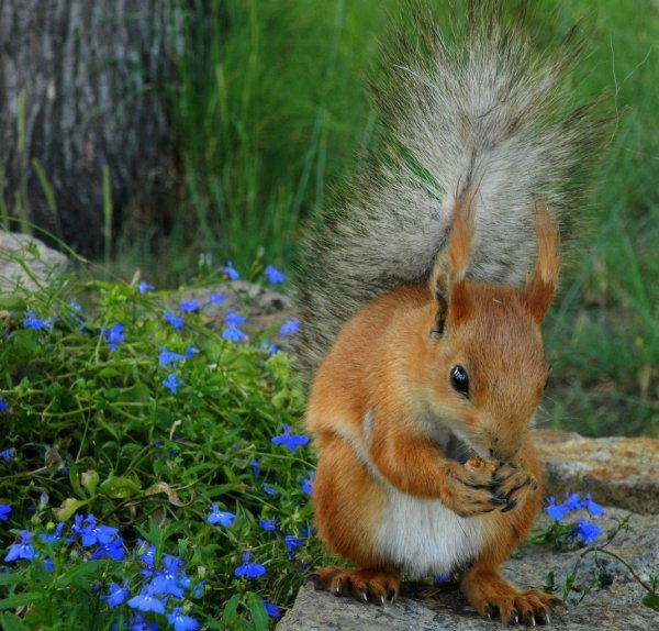 Белка весной