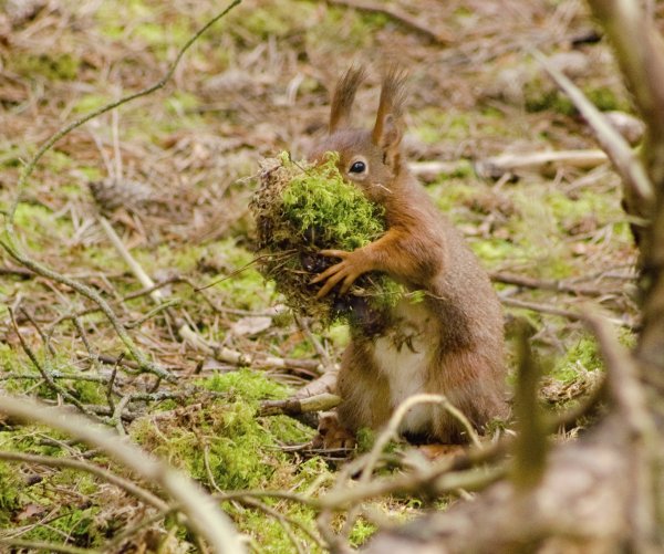 Животные весной в лесу