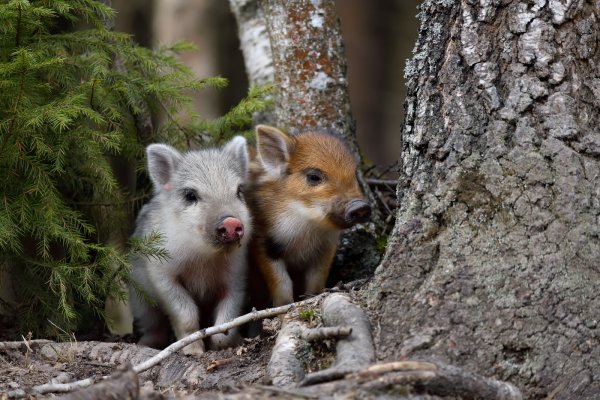 Животные в весеннем лесу