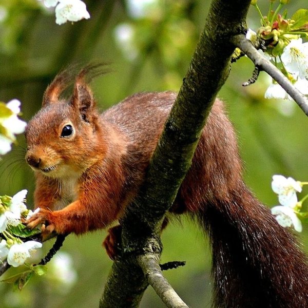 Бельчата весной