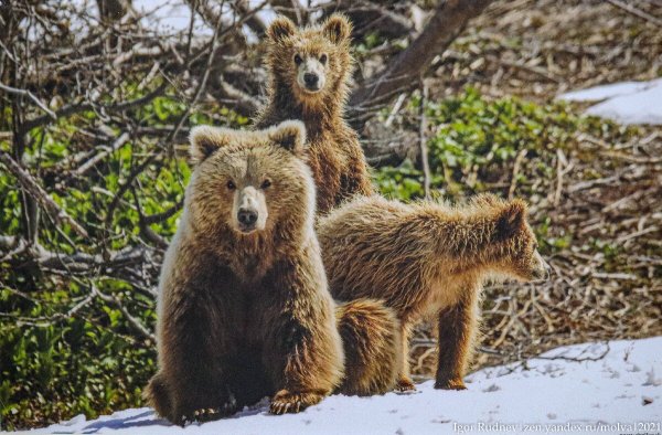 Дикие животные весной