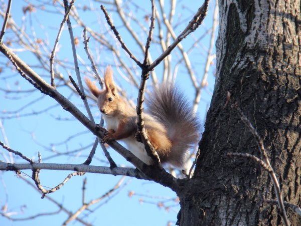 Животные леса