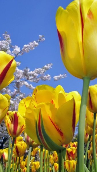 Нежные тюльпаны