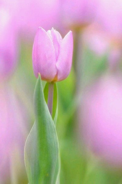 Цветы под дождем