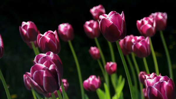 Тюльпан mosni