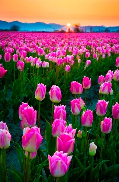 Тюльпаны обои