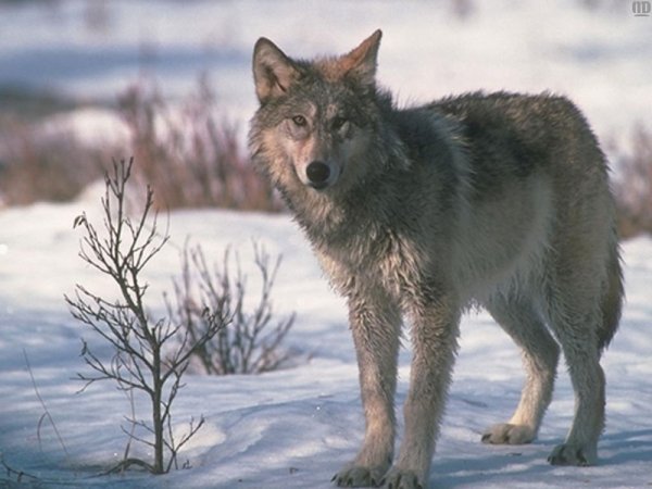 Волк весной