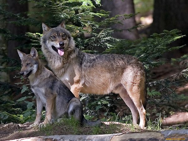 Волк волчица и Волчонок