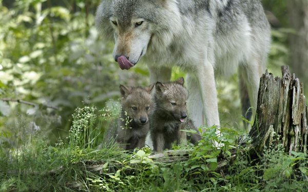 Карл Брендерс «Волчье семейство»