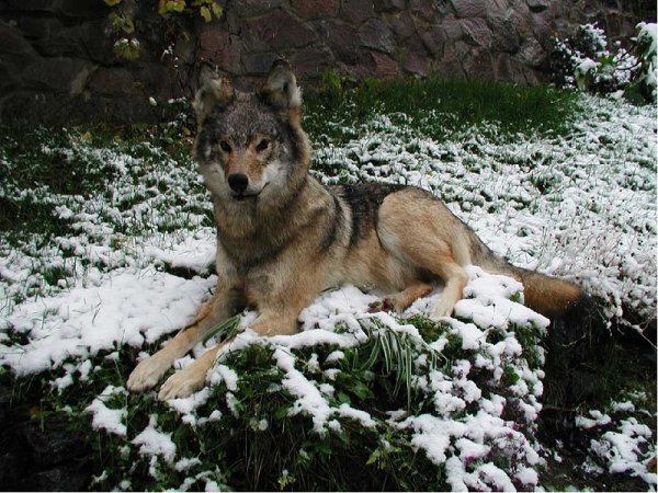 Волк весной в лесу