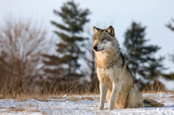 Стоящий волк