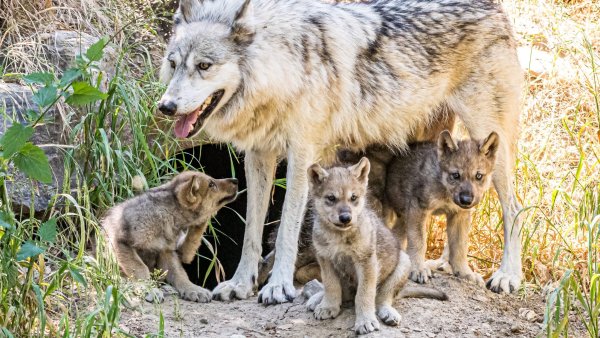 Волк, волчица, волчата – Волчье Логово,
