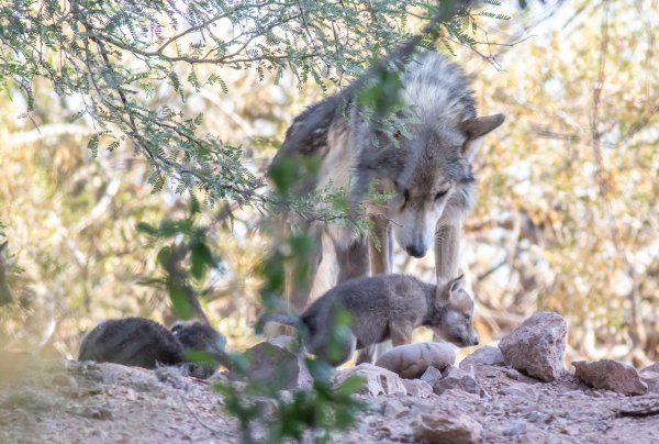 Волк весной в лесу