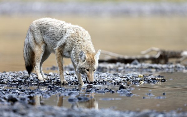Волк пьет воду