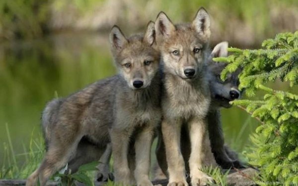 Волк волчица Волчонок семья