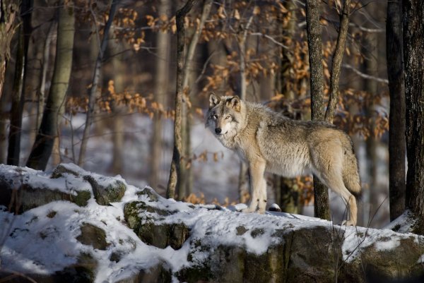 Крымский Степной волк
