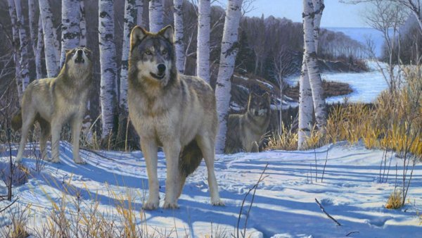 Волк в тайге зимой