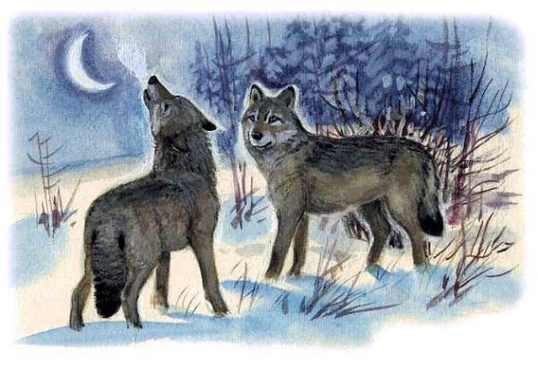 Волки в лесу для детей дошкольного возраста