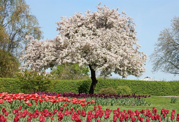 Maypole яблоня