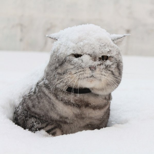 Мартовский кот демотиватор