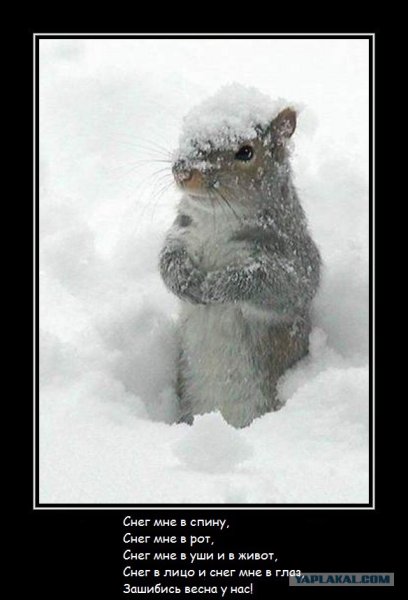 Приколбные открытки про вес