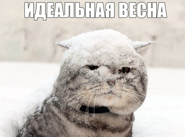 Картинки у меня все зашибись