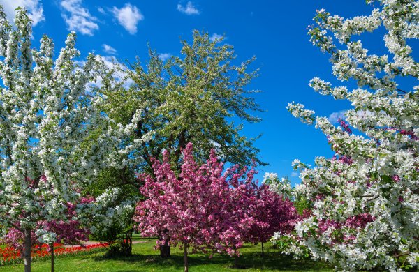 Цветущий Яблоневый сад весной