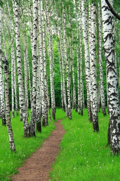 Берёзовая роща в Долматово