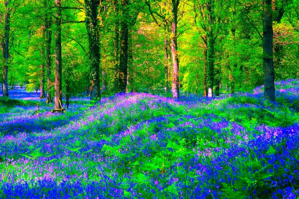 Лесные цветы