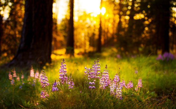 Лес с цветами