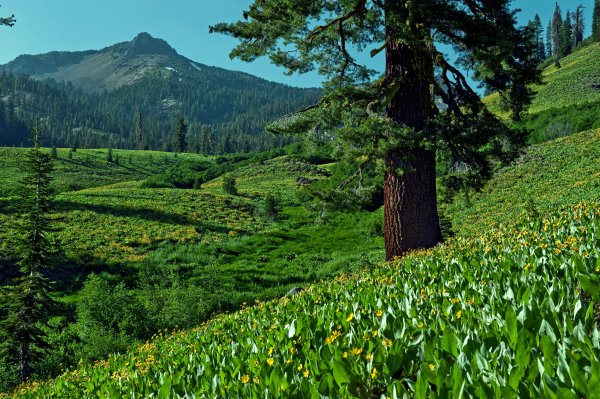 Кедровая Поляна горный Алтай