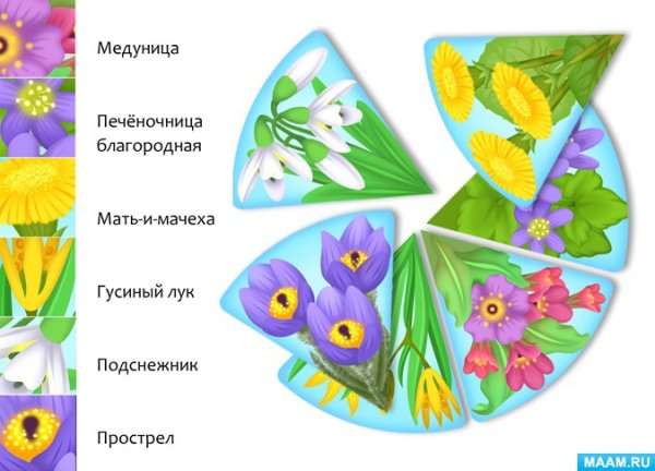 Весенние цветы для лэпбука