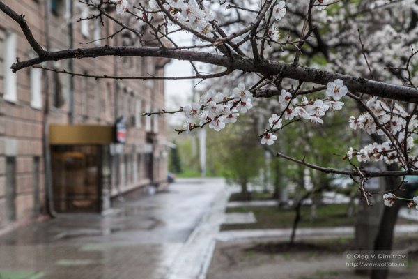Поздняя Весна в городе