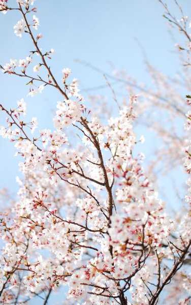 Сезон Весна