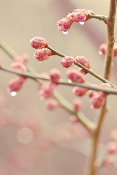 Весенняя веточка