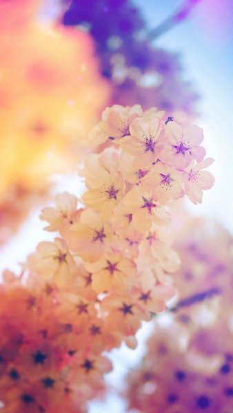 Весенние обои на телефон