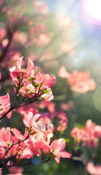 Обои на рабочий стол Сакура