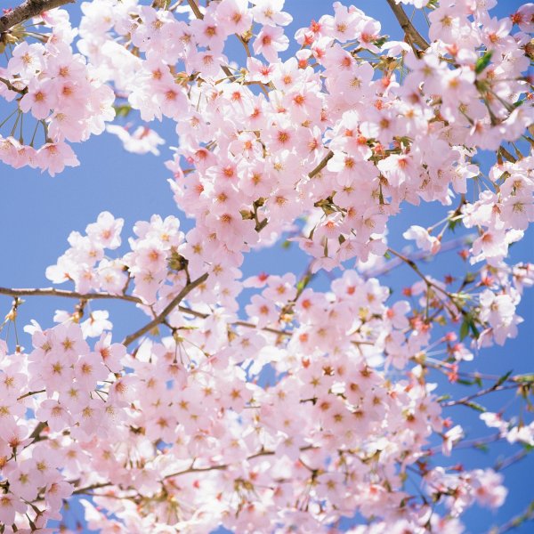 Весенние заставки на айфон