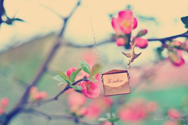 Сакура цветение растения