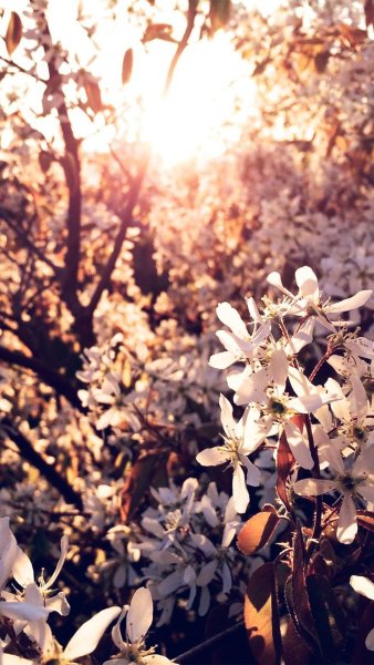 Картинки на рабочий стол сирень