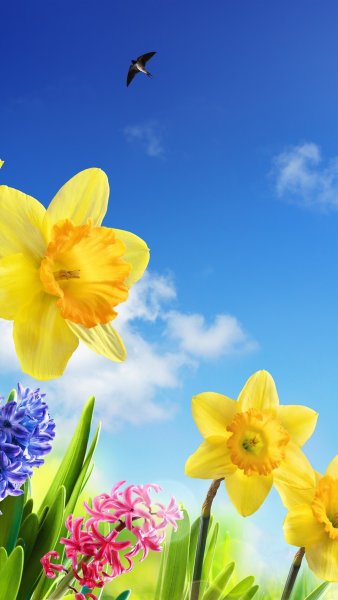 Сакура черри блоссом фон